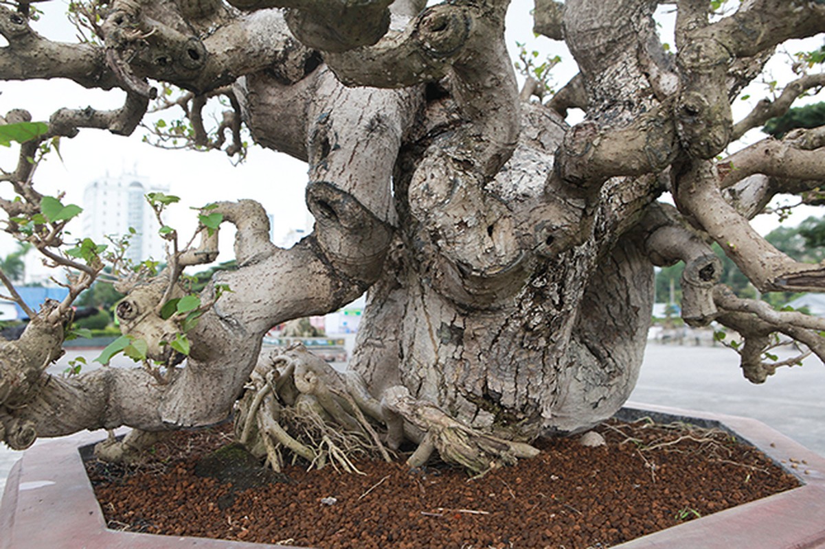 Ngo ngang hoa dam but thanh sieu pham bonsai hut khach-Hinh-5