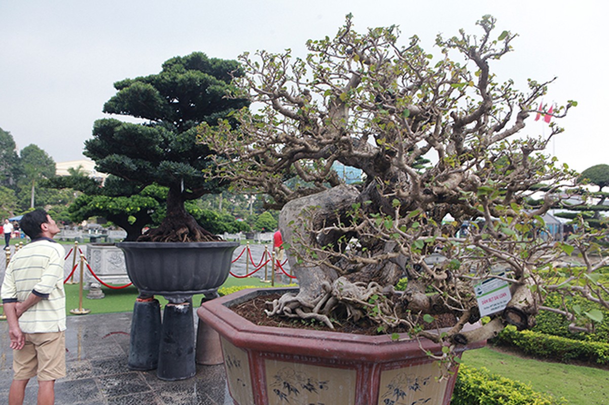 Ngo ngang hoa dam but thanh sieu pham bonsai hut khach-Hinh-6