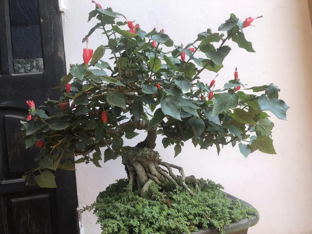 Ngo ngang hoa dam but thanh sieu pham bonsai hut khach-Hinh-7