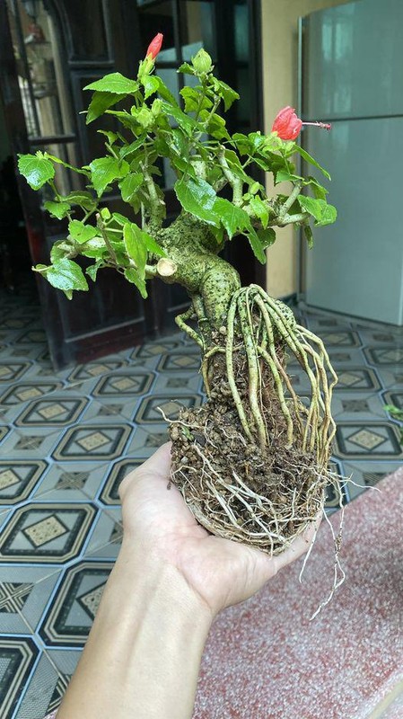 Ngo ngang hoa dam but thanh sieu pham bonsai hut khach-Hinh-9