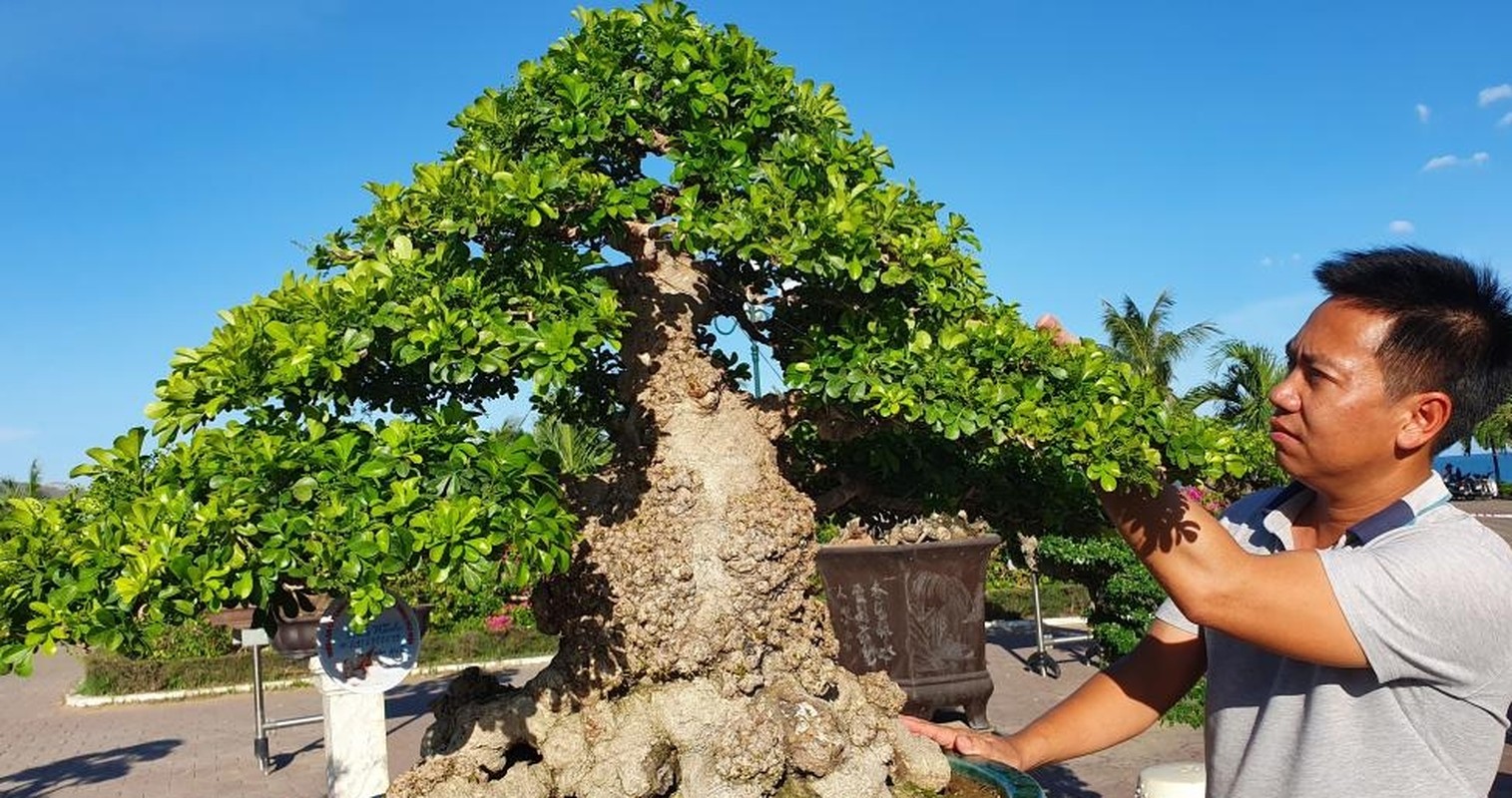 Can canh “dai lao ngau” bonsai tien ty “chan dong” gioi choi cay-Hinh-2