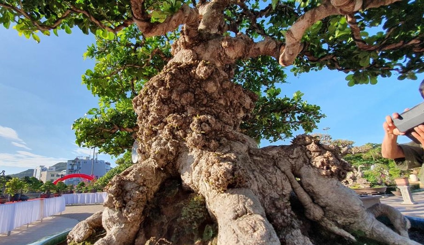 Can canh “dai lao ngau” bonsai tien ty “chan dong” gioi choi cay-Hinh-6