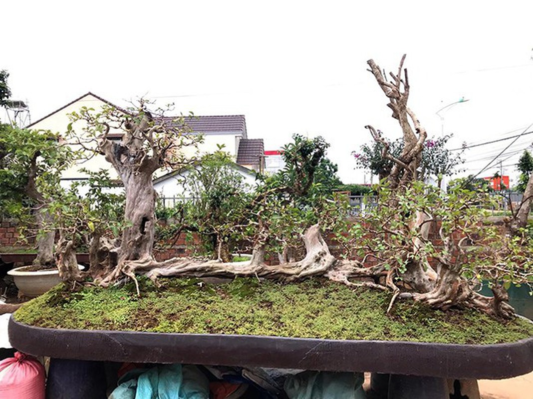 To mo nhung cay oi bonsai dat nhat troi Nam-Hinh-5