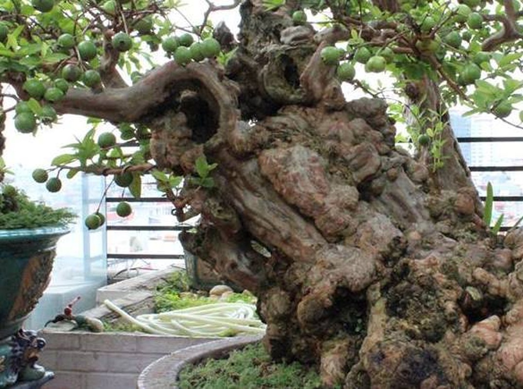 To mo nhung cay oi bonsai dat nhat troi Nam-Hinh-9
