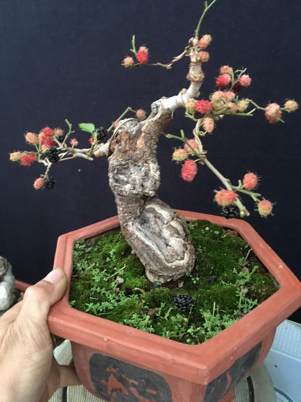 Ngam bonsai dau tam triu qua khien dan choi cay me tit-Hinh-10