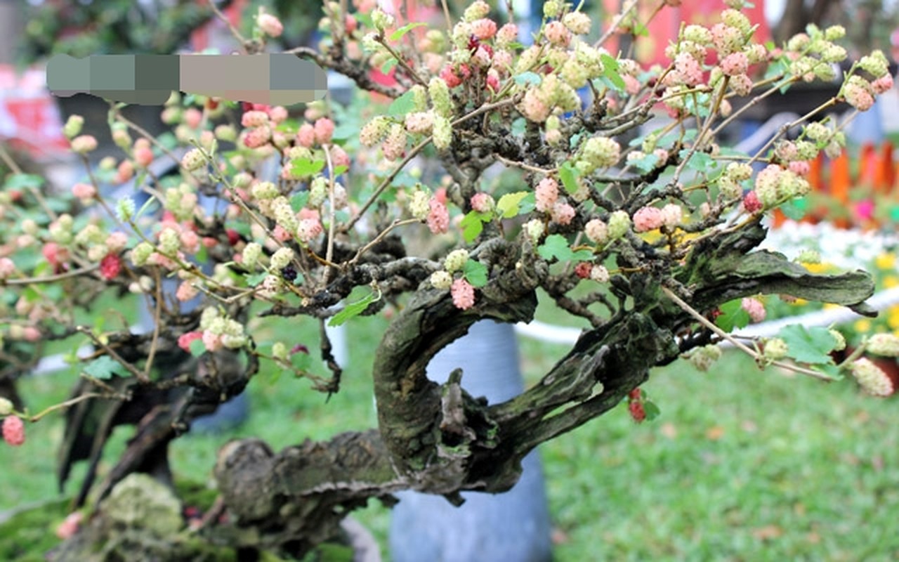 Ngam bonsai dau tam triu qua khien dan choi cay me tit-Hinh-2