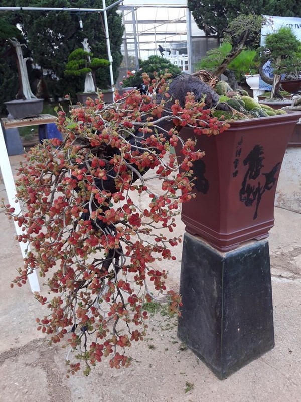 Ngam bonsai dau tam triu qua khien dan choi cay me tit-Hinh-3