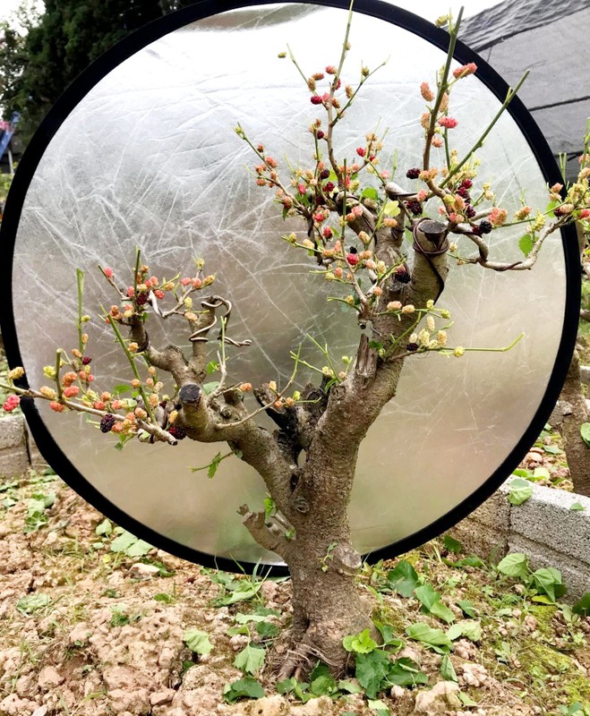 Ngam bonsai dau tam triu qua khien dan choi cay me tit-Hinh-4