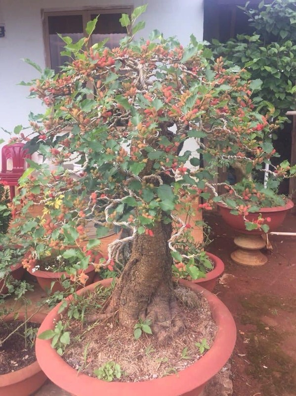 Ngam bonsai dau tam triu qua khien dan choi cay me tit-Hinh-5