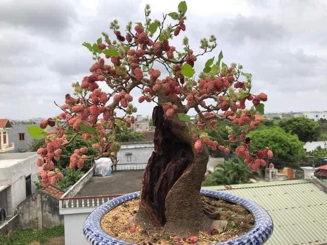 Ngam bonsai dau tam triu qua khien dan choi cay me tit-Hinh-7