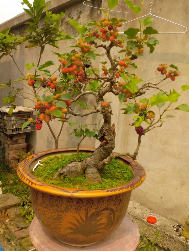 Ngam bonsai dau tam triu qua khien dan choi cay me tit-Hinh-9