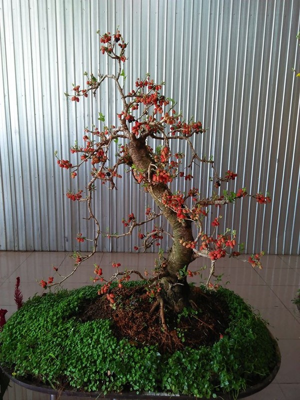 Ngam bonsai dau tam triu qua khien dan choi cay me tit