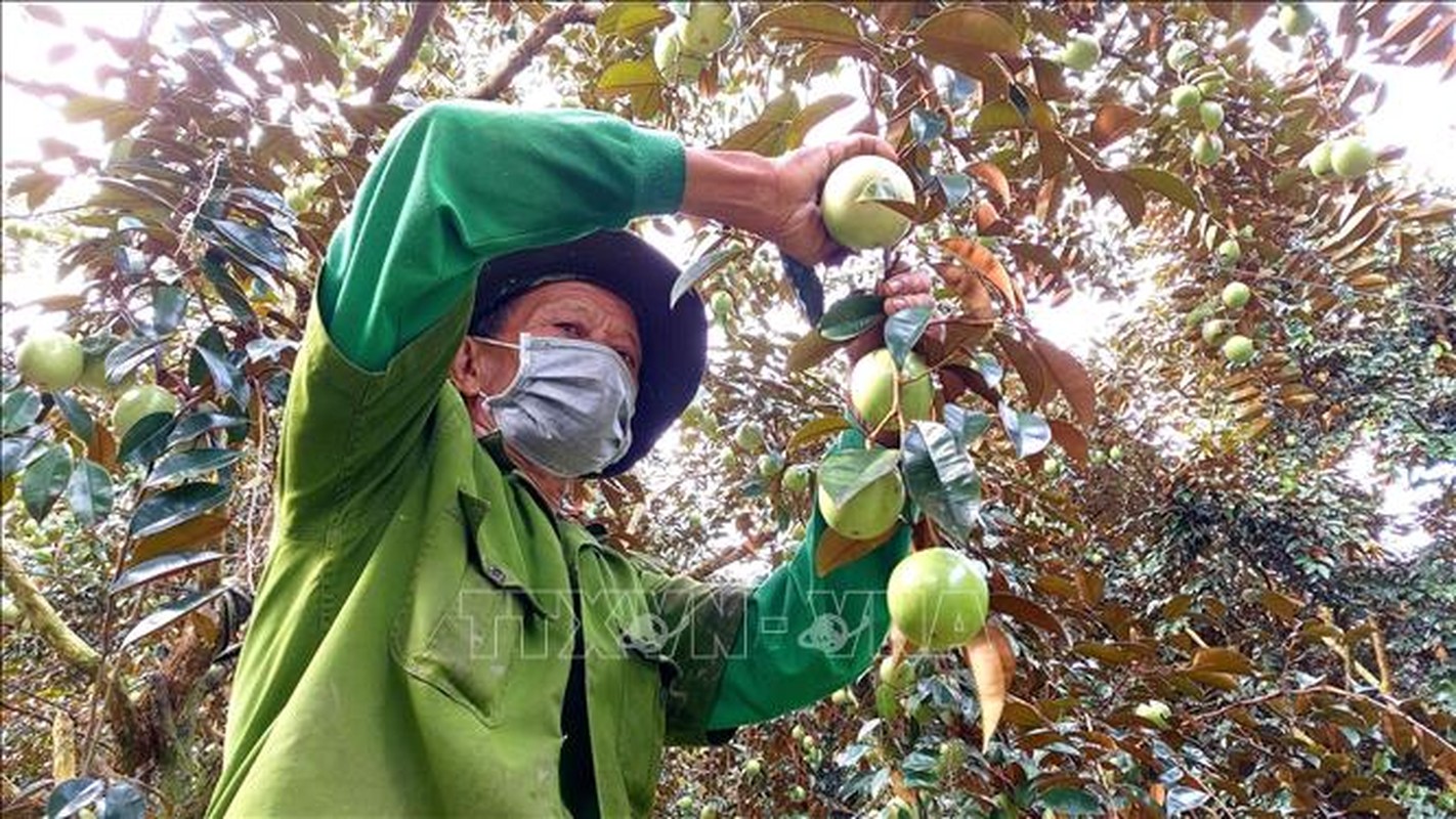 Bat mi loai qua chi Viet Nam xuat khau, nguoi nuoc ngoai mua “ao ao“-Hinh-8