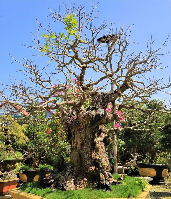 Lac loi trong vuon bonsai chuc ty mua vi “dam me”-Hinh-10