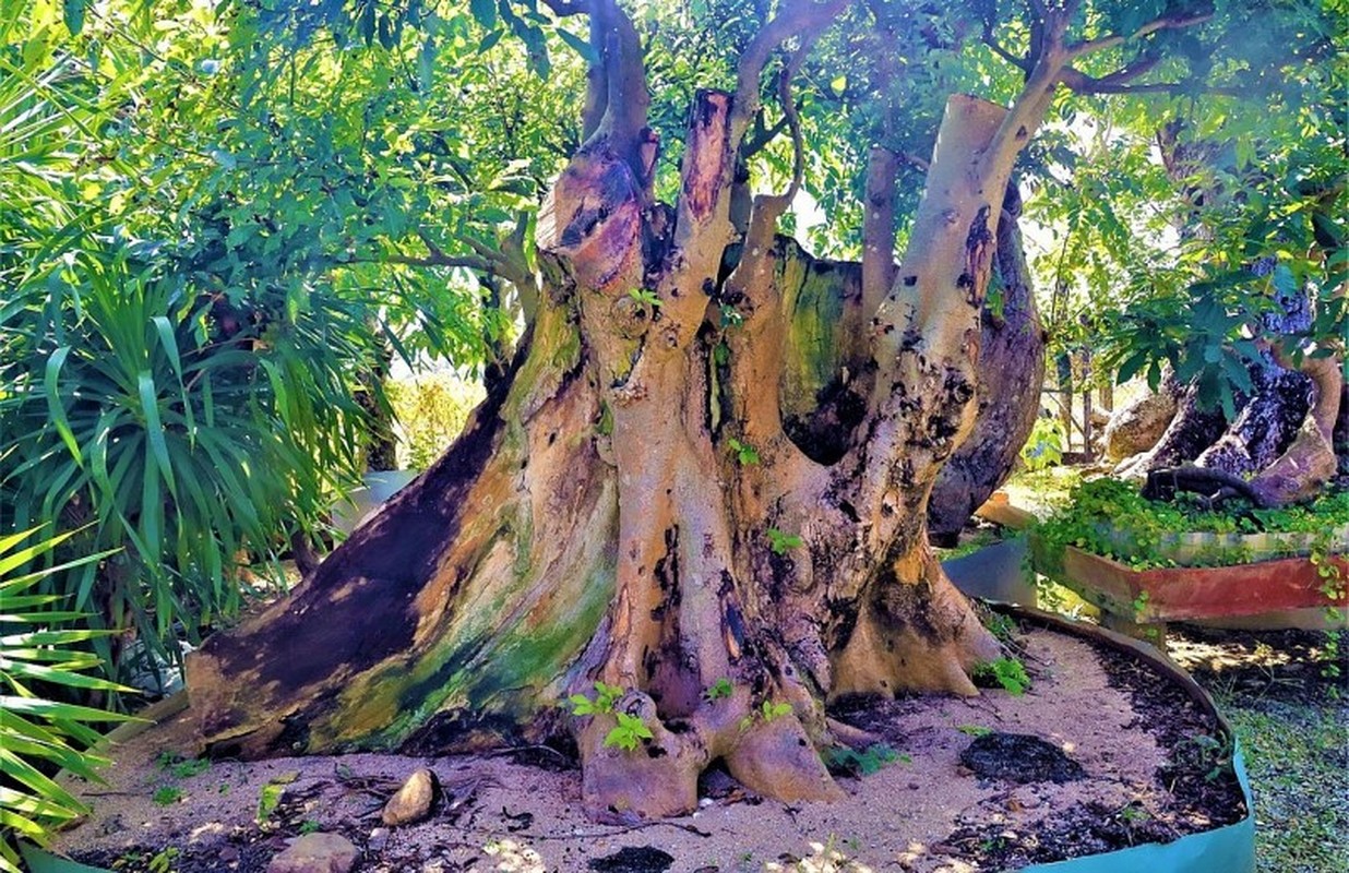 Lac loi trong vuon bonsai chuc ty mua vi “dam me”-Hinh-9