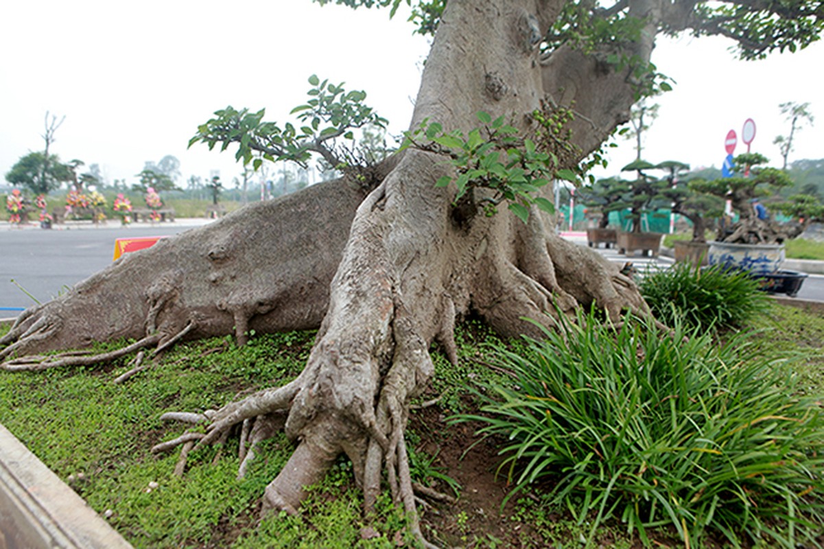 Can canh sung dang “la” 10 ty cua dai gia Ha thanh-Hinh-9