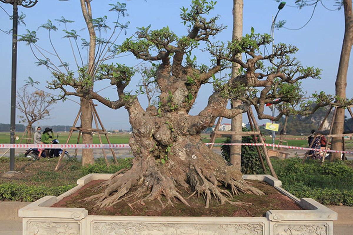 Me tit loat sung bonsai dep kho roi mat-Hinh-2