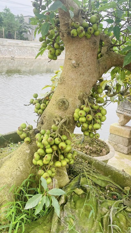 Me tit loat sung bonsai dep kho roi mat-Hinh-4