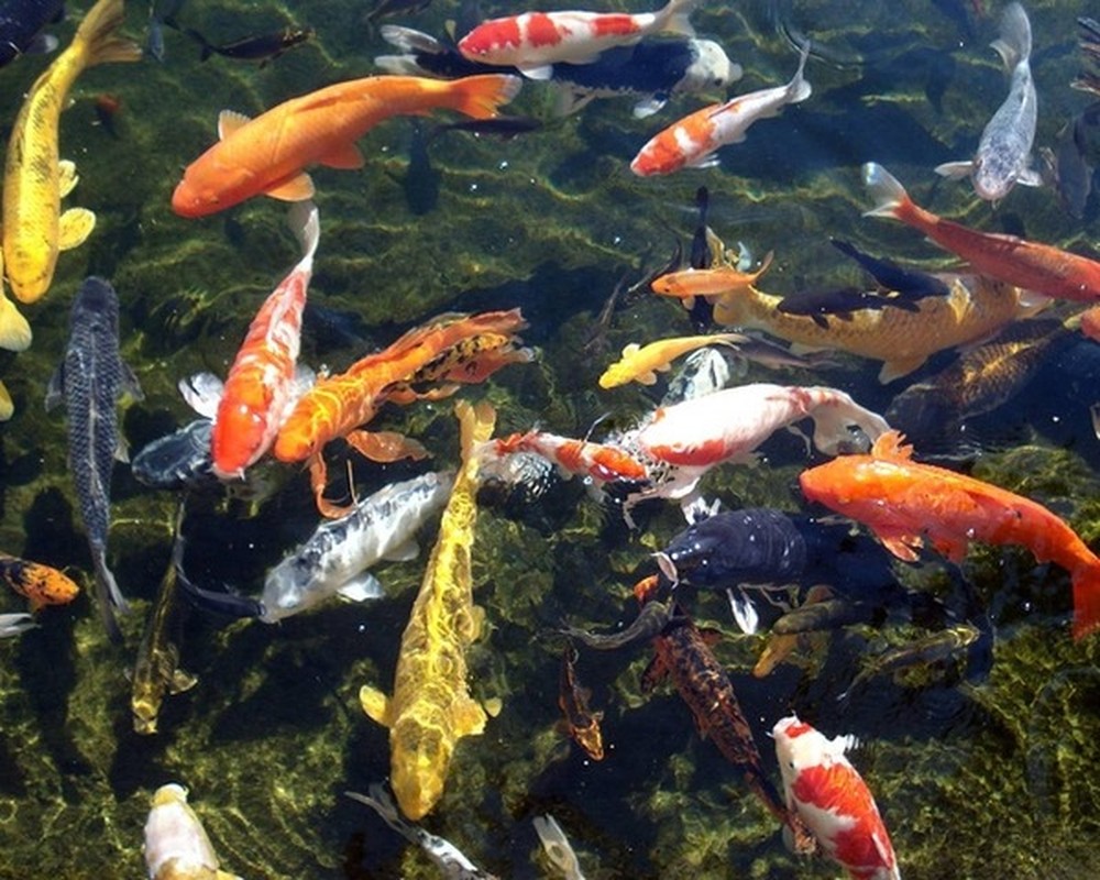 It's true that the Koi are known for their love of the family