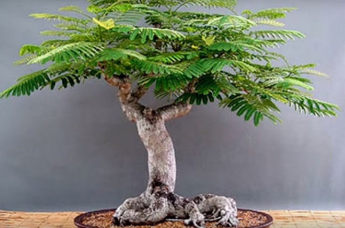 Me man nhung chau phuong vi bonsai doc nhat vo nhi-Hinh-10