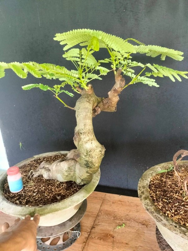 Me man nhung chau phuong vi bonsai doc nhat vo nhi-Hinh-2