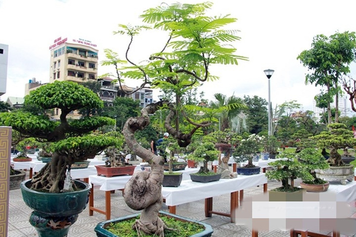 Me man nhung chau phuong vi bonsai doc nhat vo nhi-Hinh-3