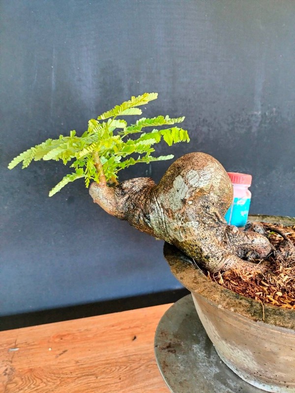 Me man nhung chau phuong vi bonsai doc nhat vo nhi-Hinh-5