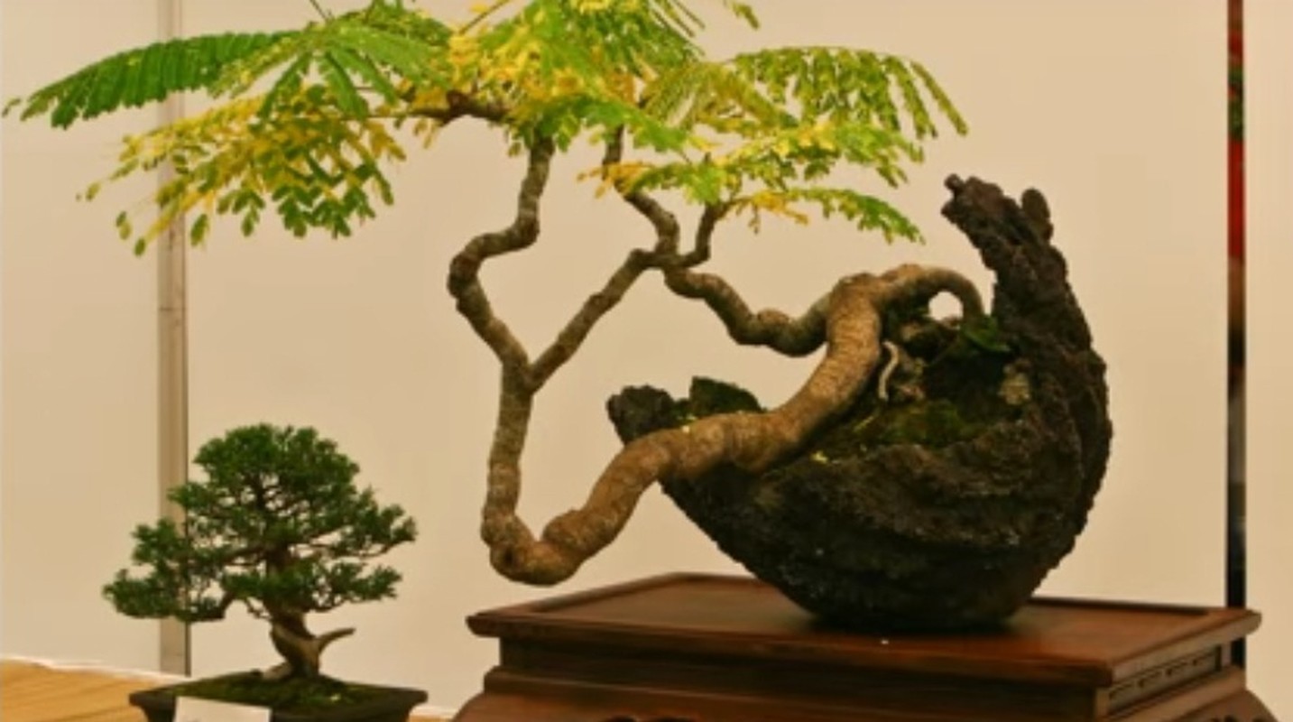 Me man nhung chau phuong vi bonsai doc nhat vo nhi-Hinh-8