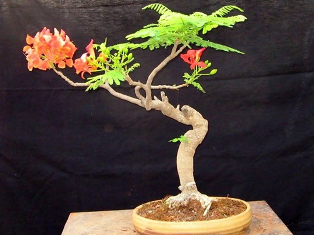 Me man nhung chau phuong vi bonsai doc nhat vo nhi-Hinh-9