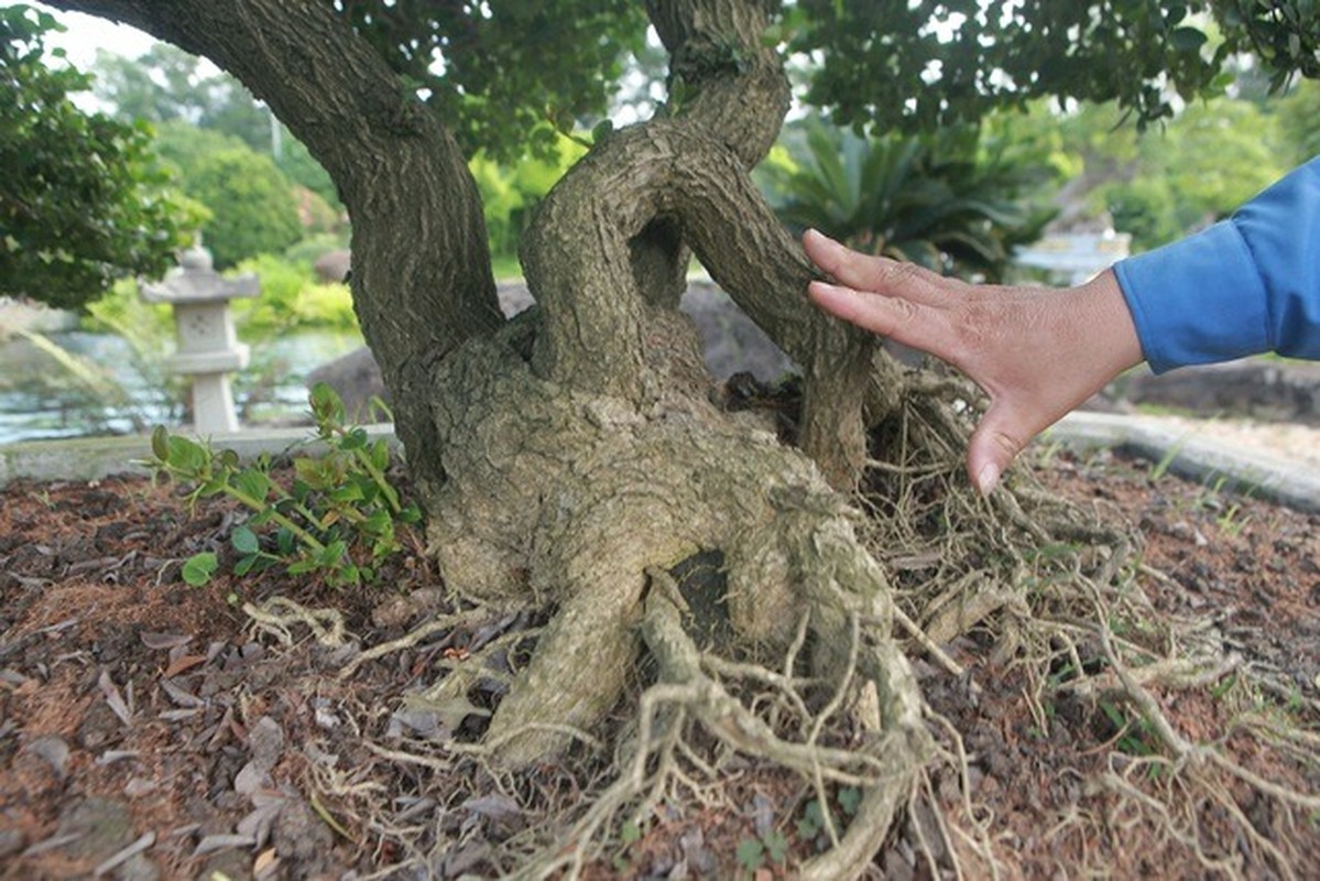 Bo suu tap bonsai so ri co thu cuc hiem cua dai gia da quy-Hinh-4