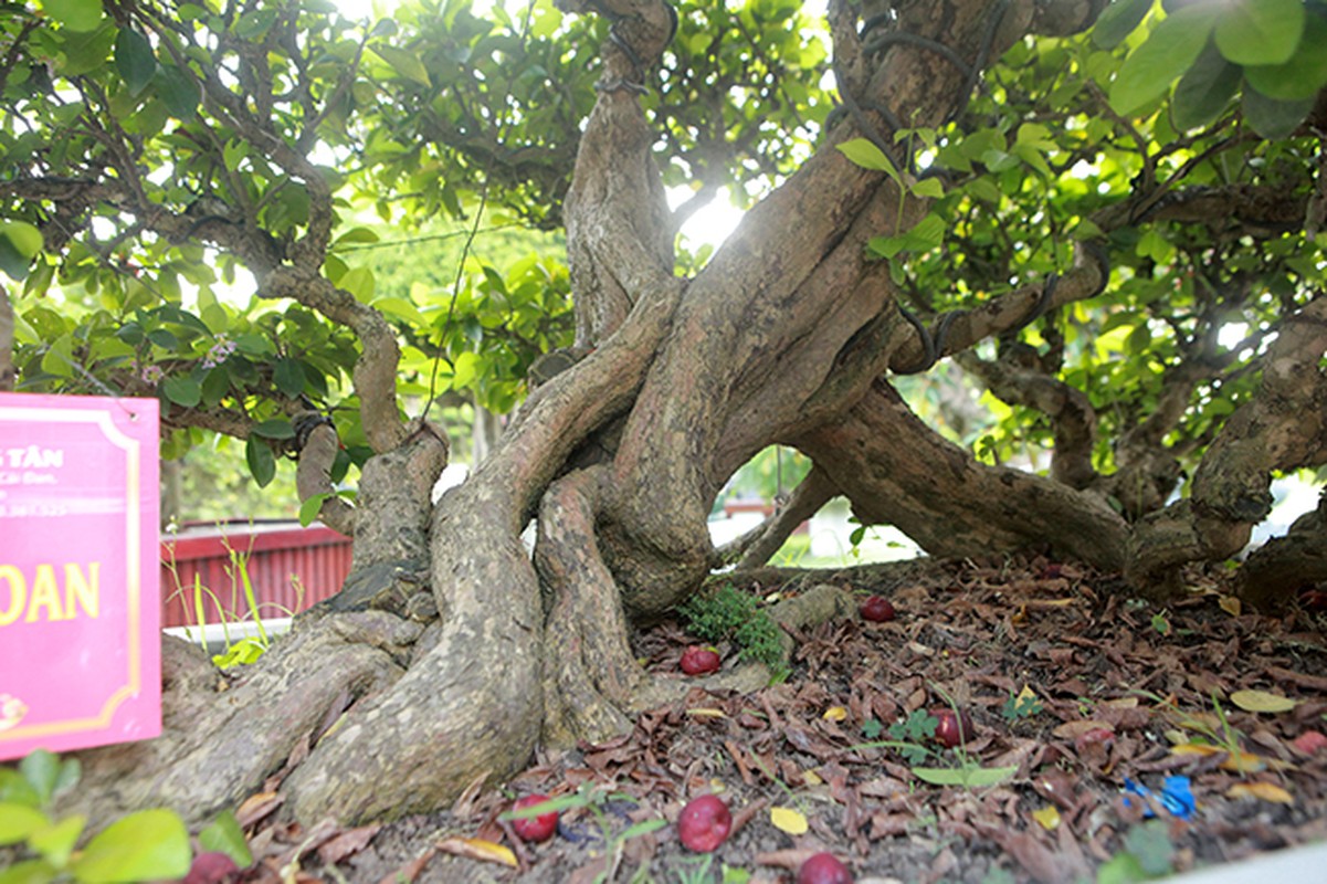 Bo suu tap bonsai so ri co thu cuc hiem cua dai gia da quy-Hinh-5