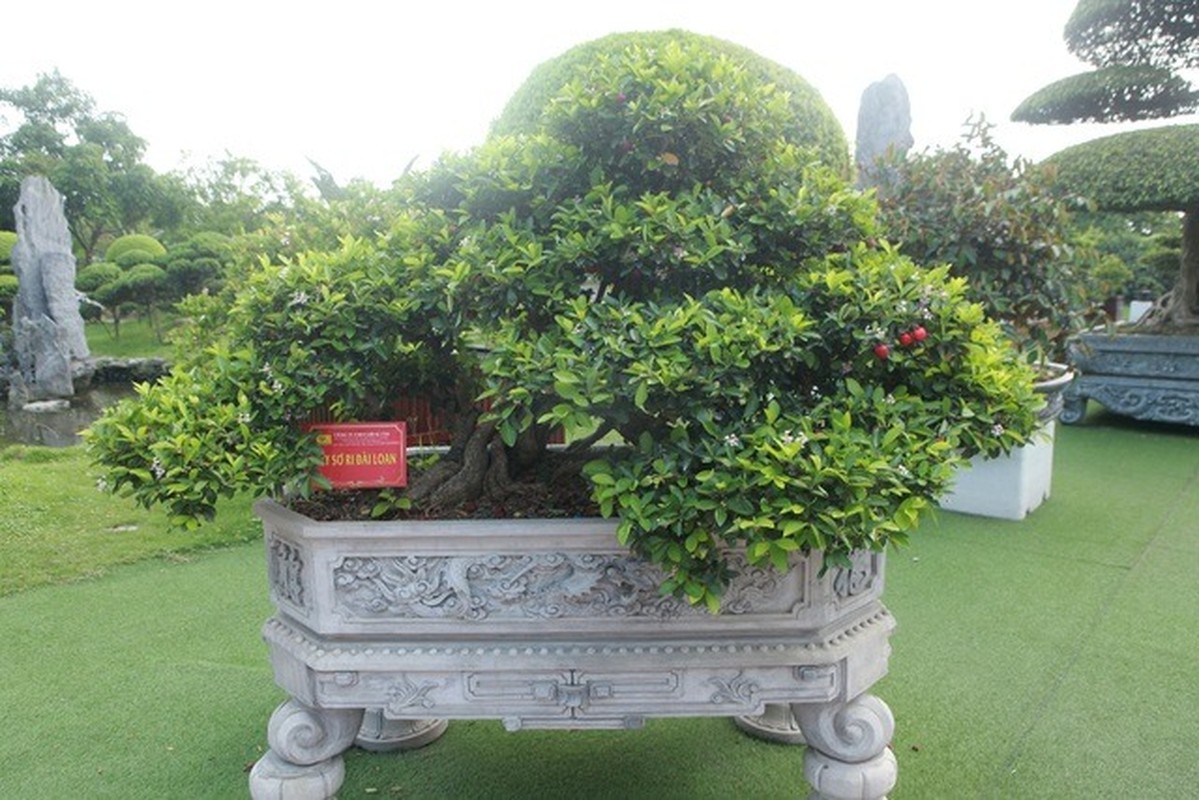 Bo suu tap bonsai so ri co thu cuc hiem cua dai gia da quy-Hinh-6
