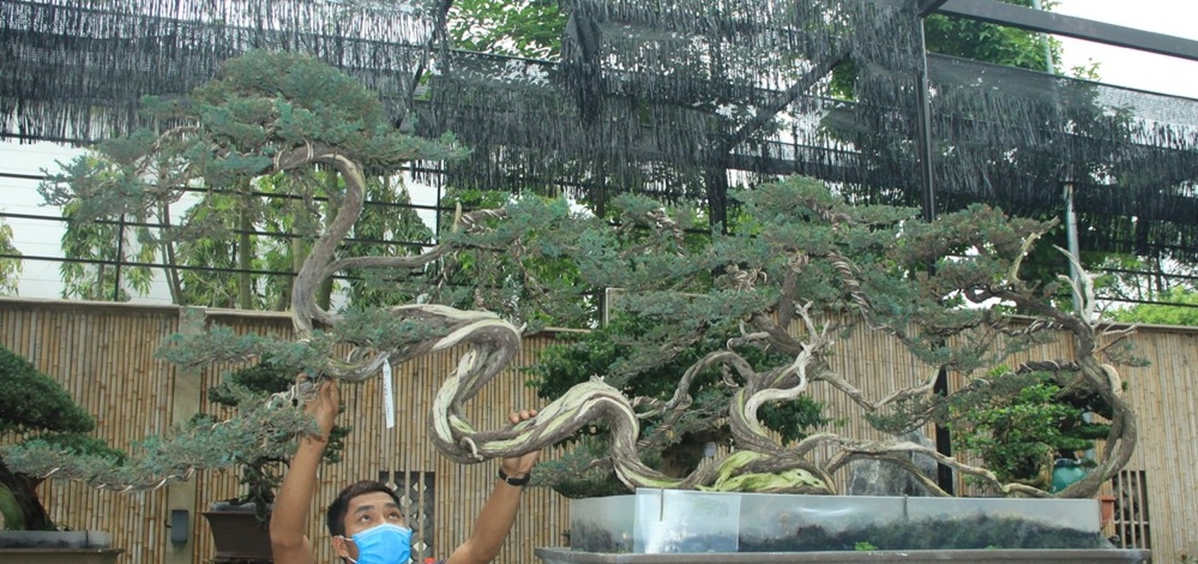 Can canh vuon bonsai co 1-0-2 cua “dai gia” Bac Giang-Hinh-10