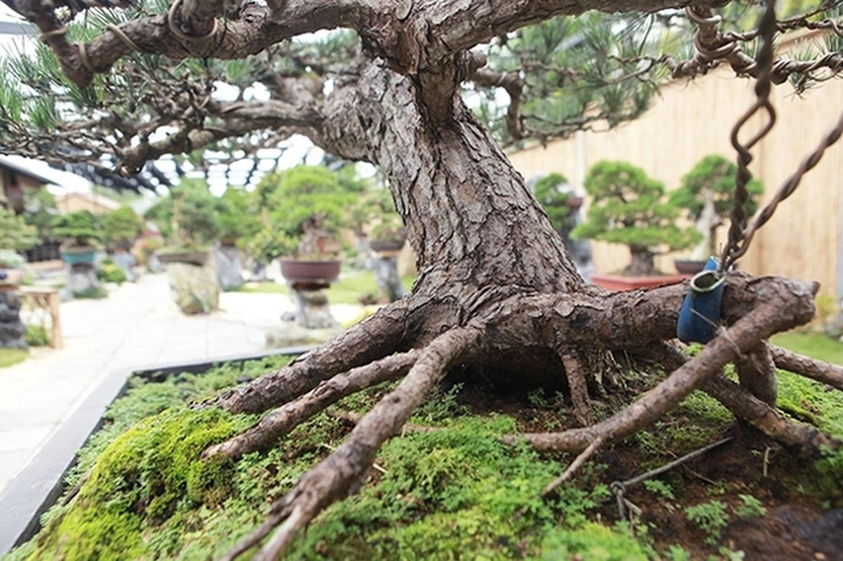 Can canh vuon bonsai co 1-0-2 cua “dai gia” Bac Giang-Hinh-3