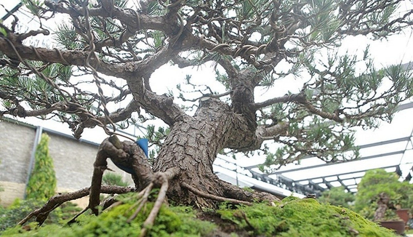 Can canh vuon bonsai co 1-0-2 cua “dai gia” Bac Giang-Hinh-4