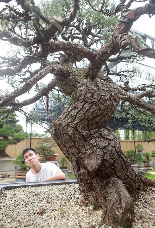 Can canh vuon bonsai co 1-0-2 cua “dai gia” Bac Giang-Hinh-5