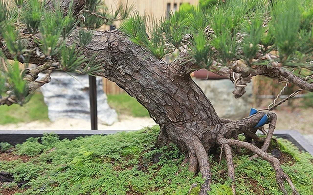 Can canh vuon bonsai co 1-0-2 cua “dai gia” Bac Giang-Hinh-6