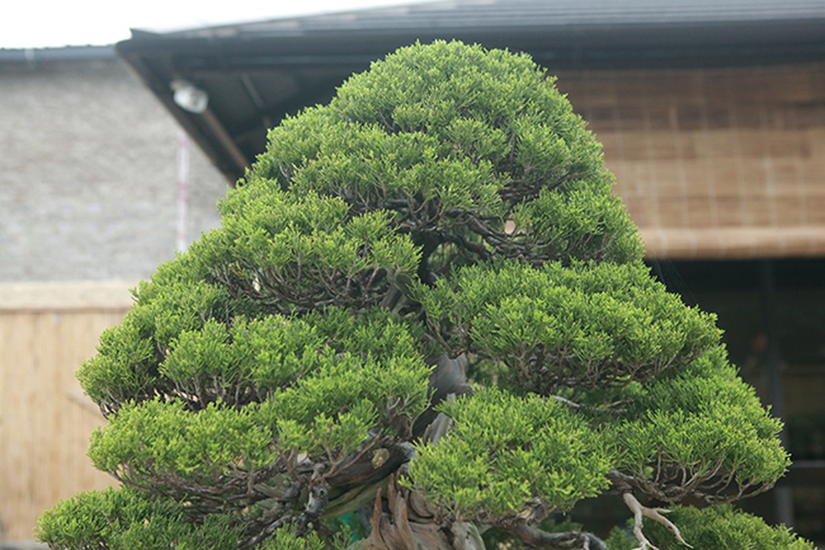 Can canh vuon bonsai co 1-0-2 cua “dai gia” Bac Giang-Hinh-7
