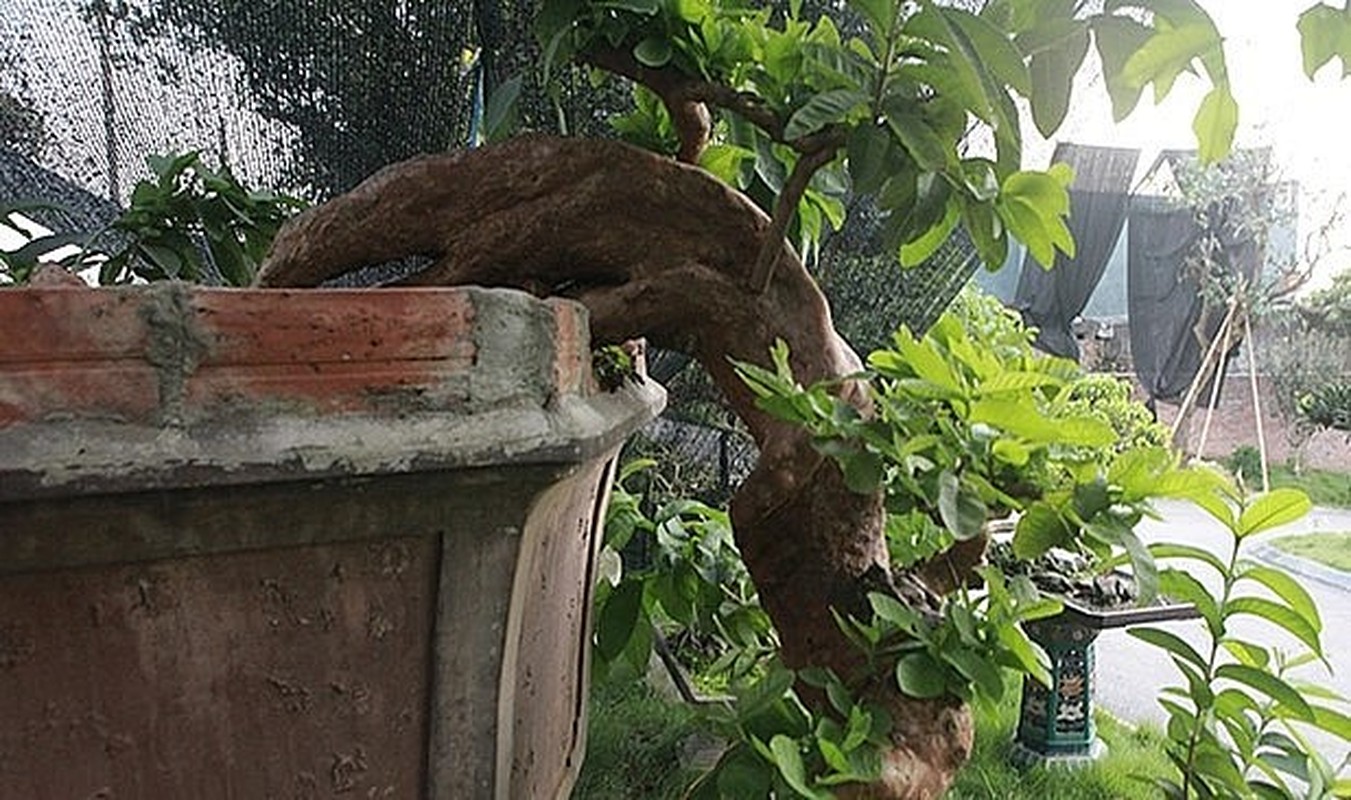 Chiem nguong oi bonsai moc nguoc dep nhat Viet Nam-Hinh-4