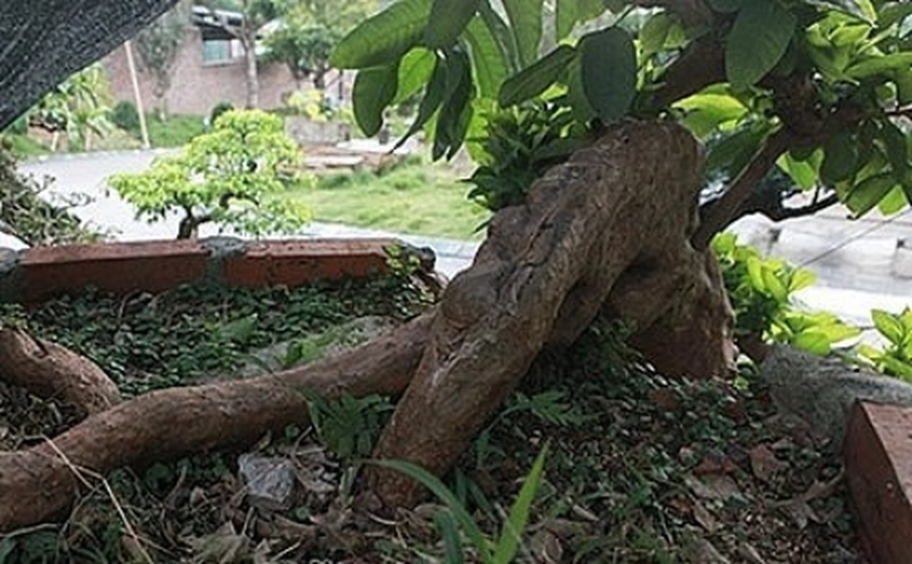Chiem nguong oi bonsai moc nguoc dep nhat Viet Nam-Hinh-5