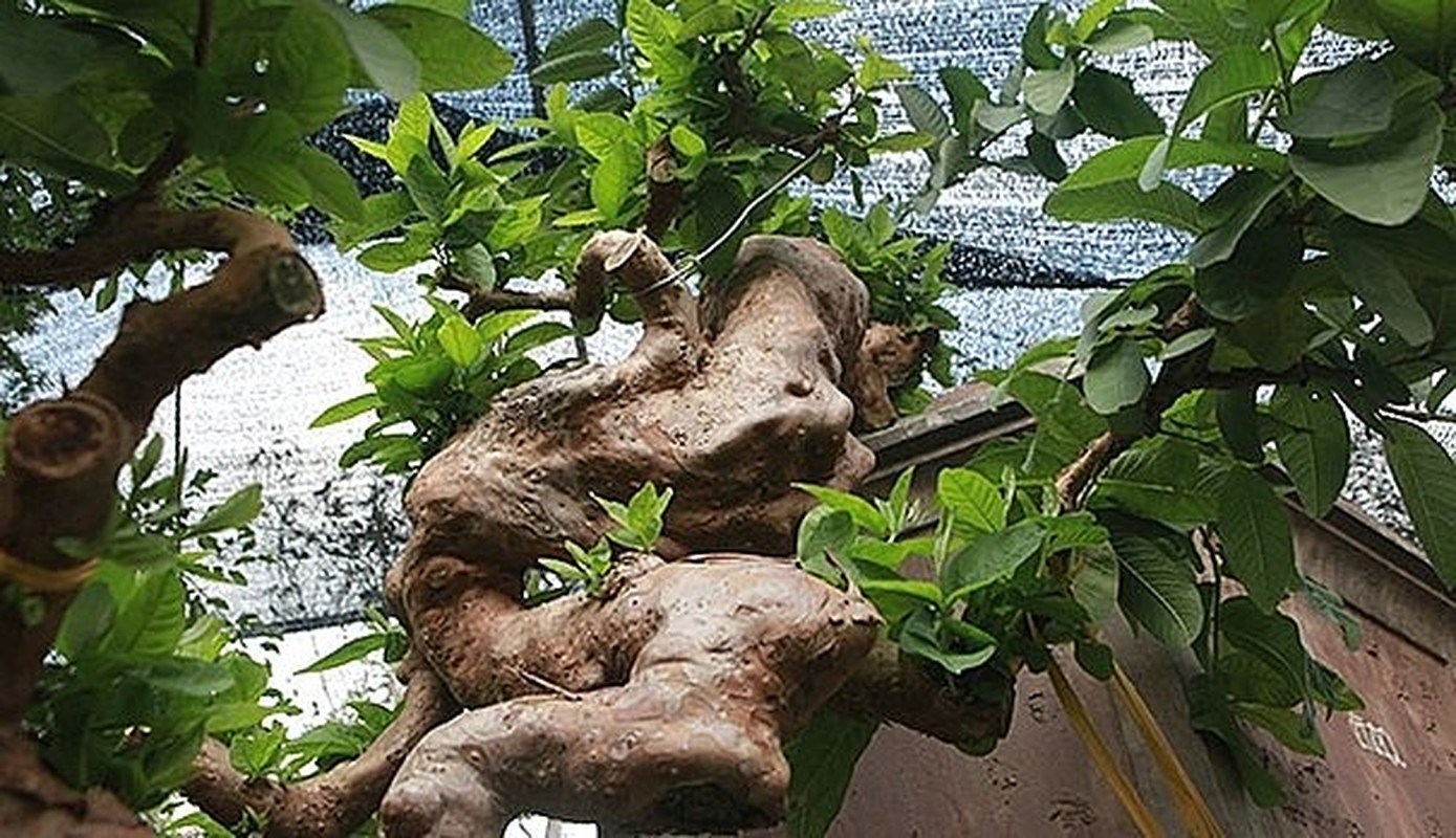 Chiem nguong oi bonsai moc nguoc dep nhat Viet Nam-Hinh-6