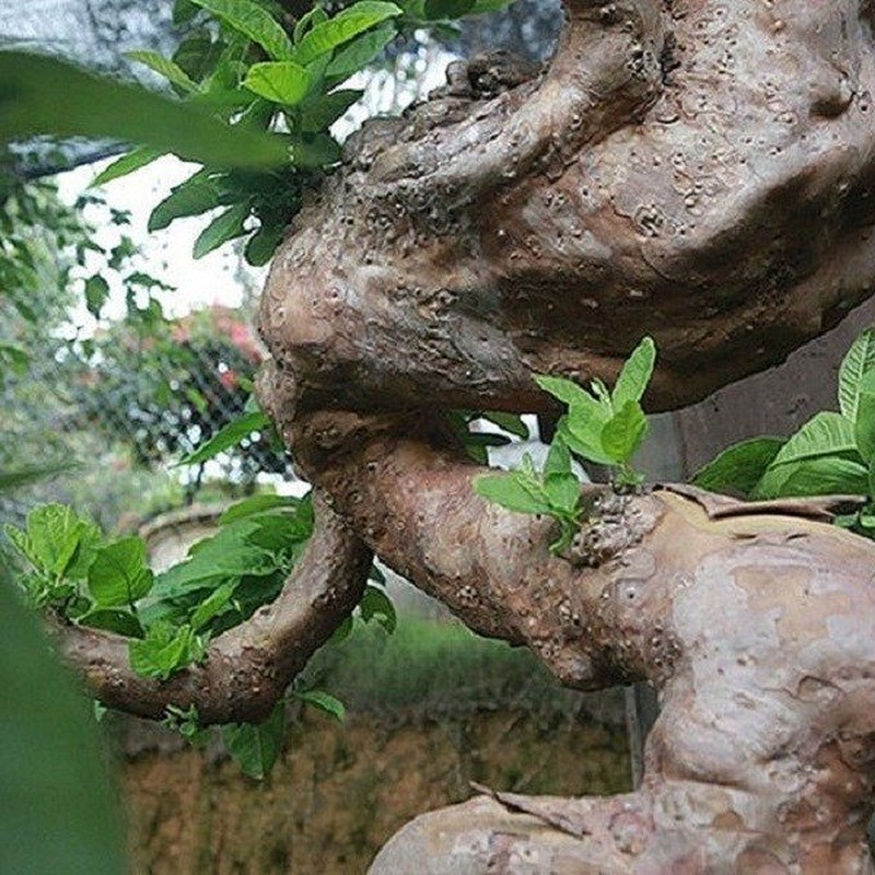 Chiem nguong oi bonsai moc nguoc dep nhat Viet Nam-Hinh-7