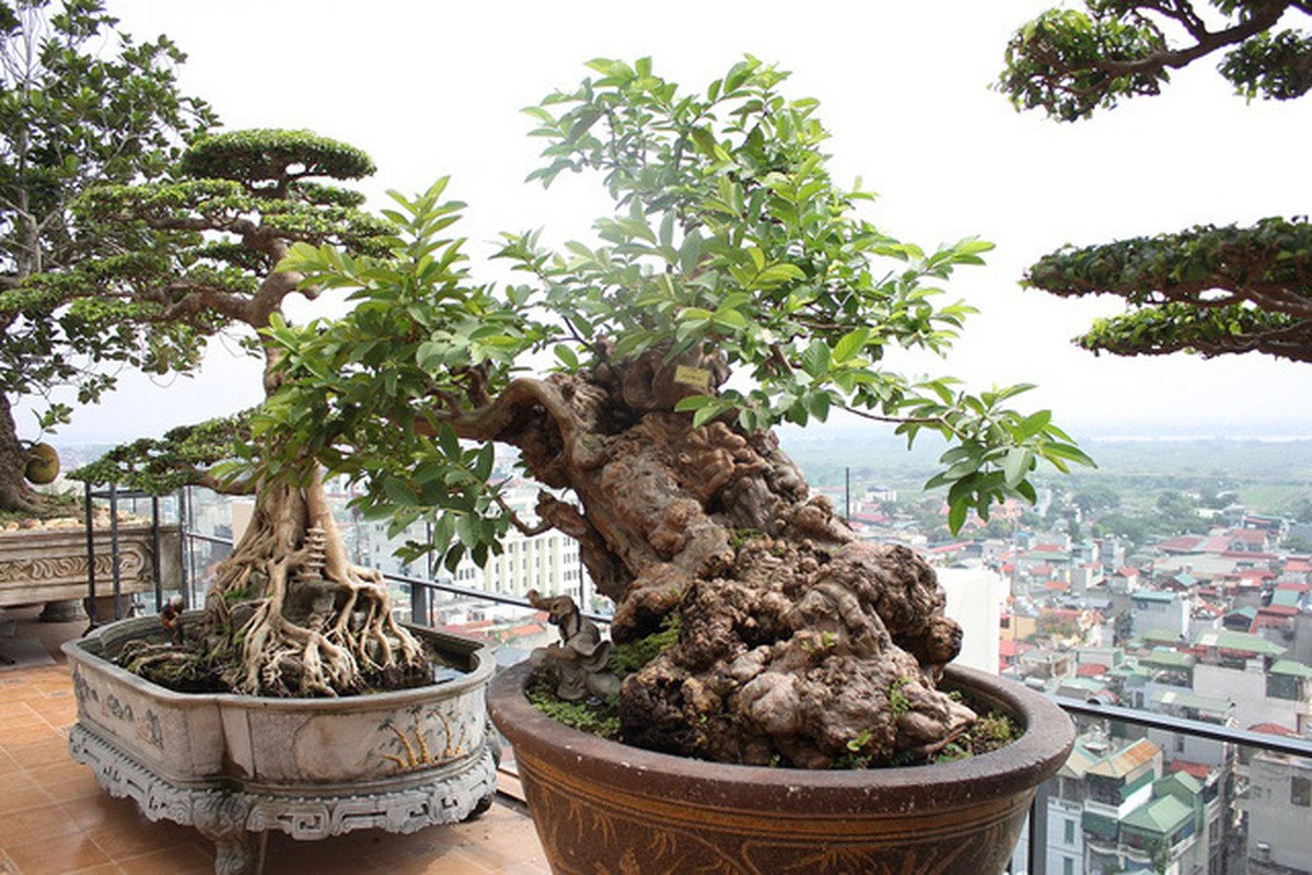 Chiem nguong oi bonsai moc nguoc dep nhat Viet Nam-Hinh-8