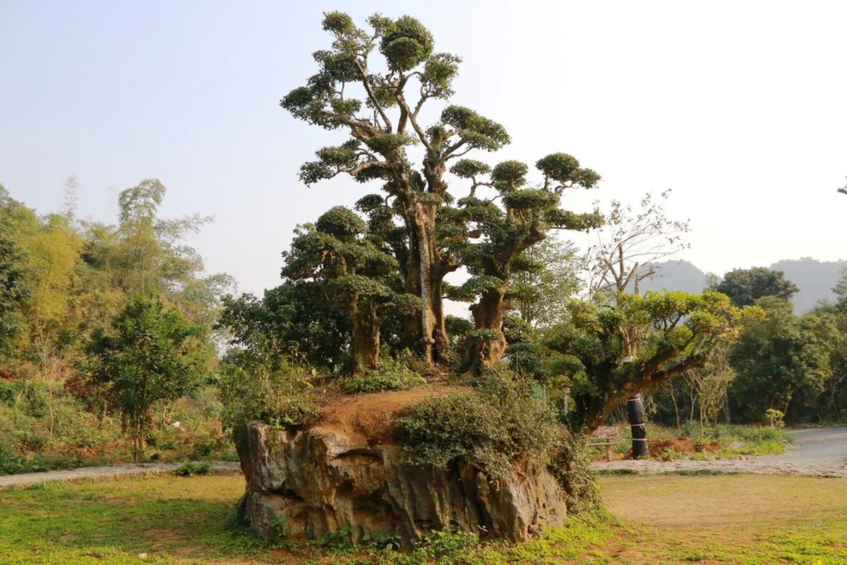 Can canh duoi co nghin nam co tien cung khong mua noi-Hinh-9