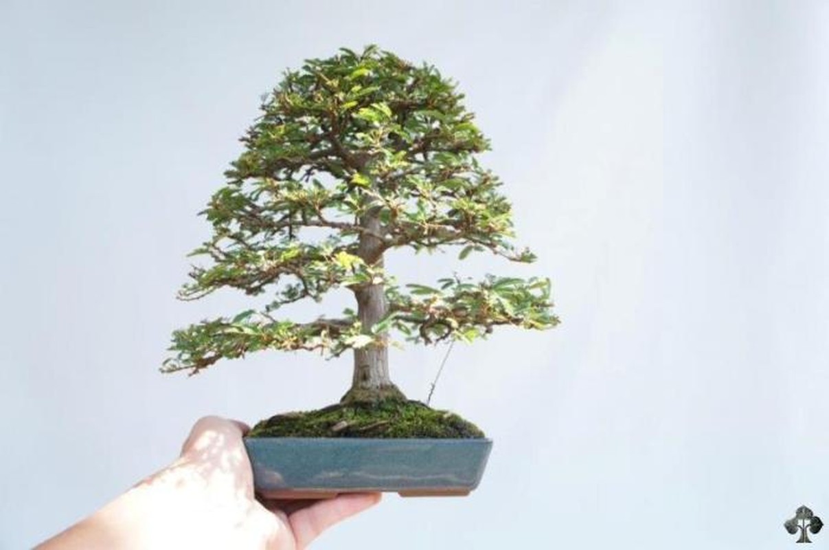 Me man nhung kiet tac bonsai trong long ban tay-Hinh-4