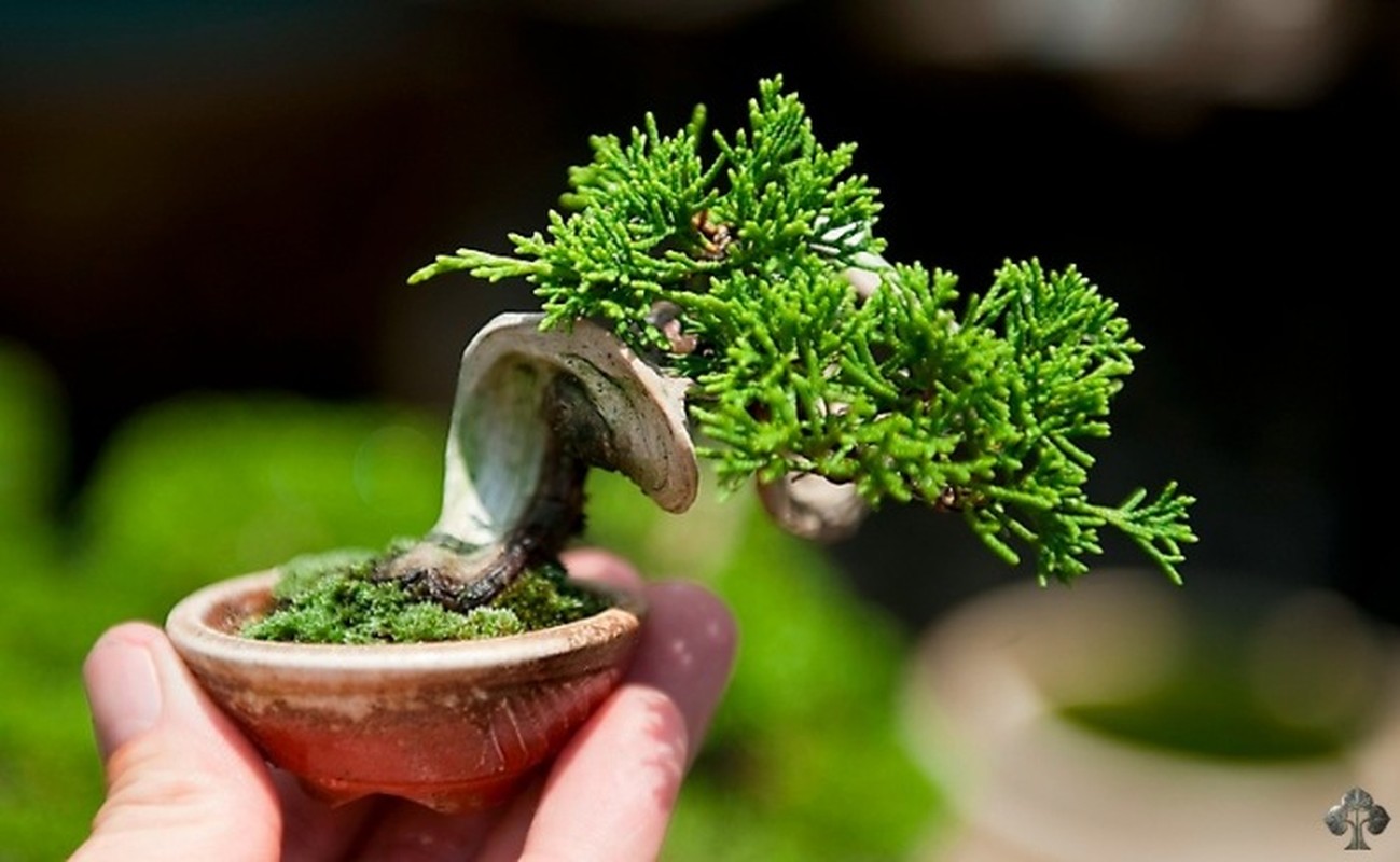 Me man nhung kiet tac bonsai trong long ban tay-Hinh-9