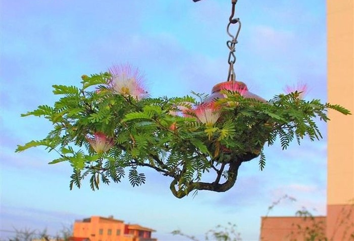 Can canh vuon bonsai moc nguoc doc nhat vo nhi o Viet Nam-Hinh-11