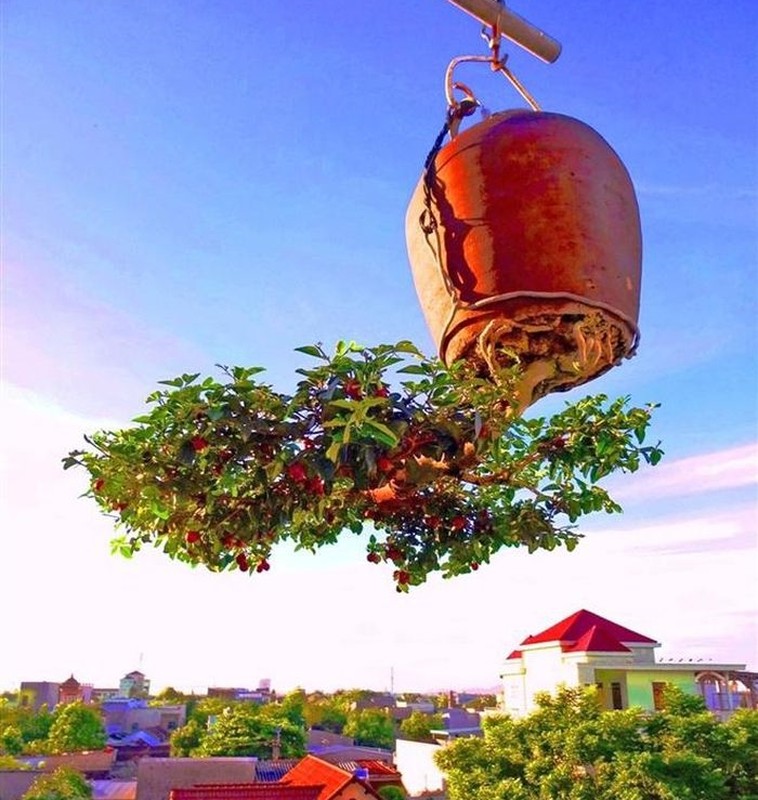 Can canh vuon bonsai moc nguoc doc nhat vo nhi o Viet Nam-Hinh-2