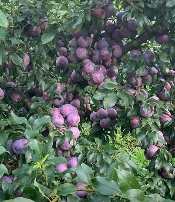 3 loai qua dac san gia cao ngat nguong van “chay hang“-Hinh-8