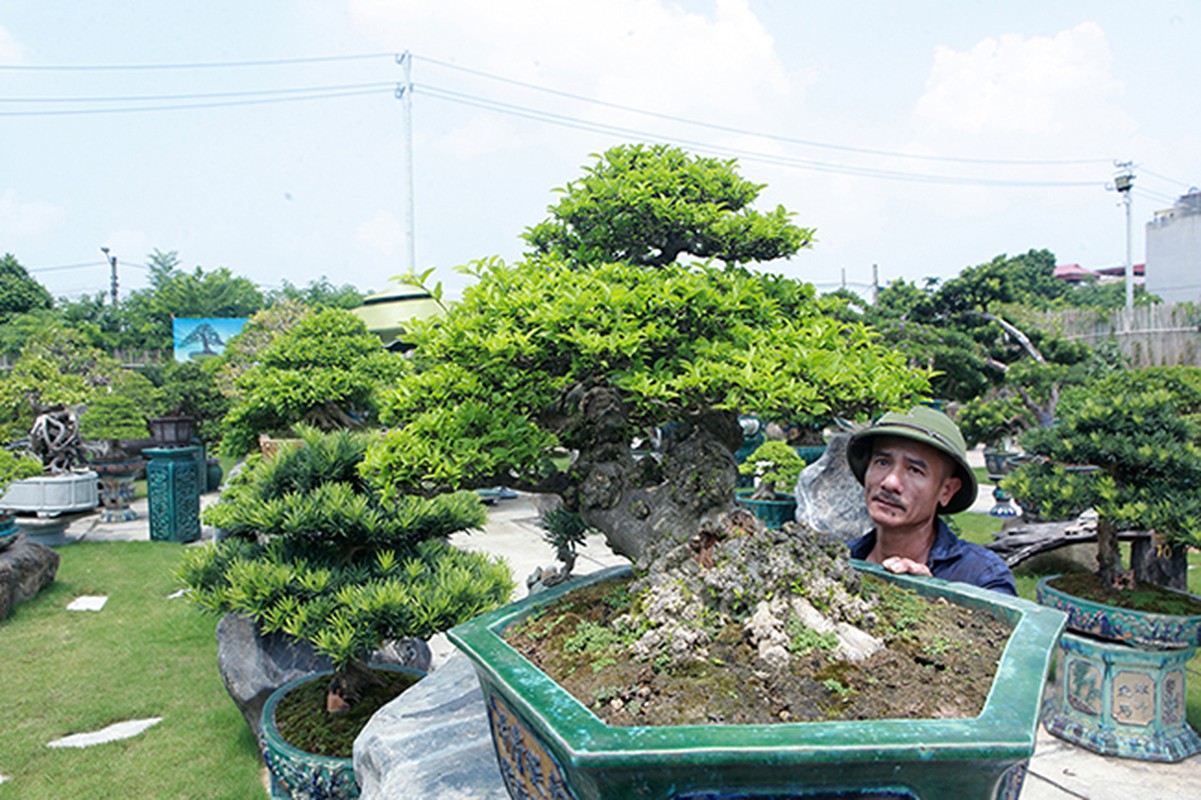 Can canh vuon bonsai lon bac nhat Ha Noi-Hinh-10